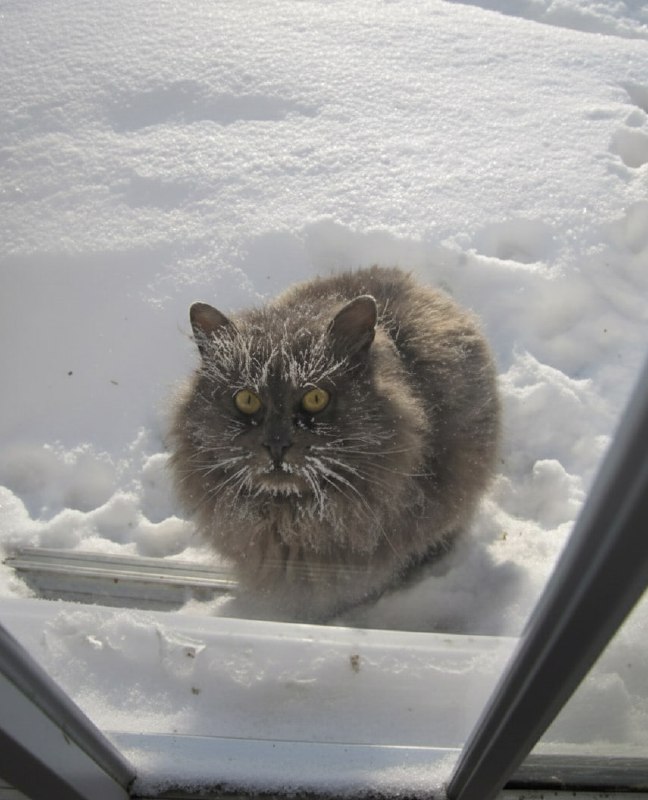 Врачи ЗАПРЕТИЛИ москвичам выходить из дома в эти выходные. По столице ударят морозы до  30 градусов!