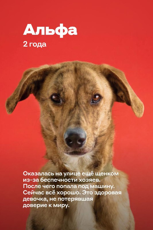 ВНИМАНИЕ, потерялся хозяин! Благотворительный проект Альфа-Друг объявляет розыск 

Мы уверены, что к