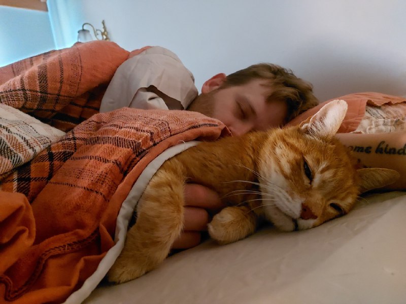 Сон с кошками делает вас ЗДОРОВЕЕ Минздрав. По словам врачей, если засыпать рядом с пушистыми, имму