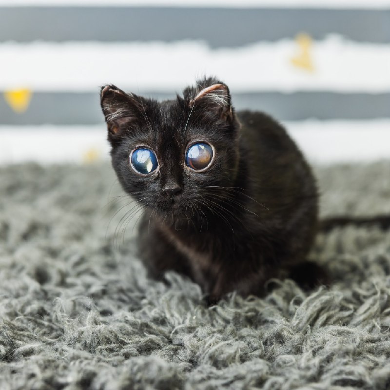 Котёнок-пришелец по кличке Дорито взорвал интернет. Это не ИИ: у инопланетянина реально гигантские с