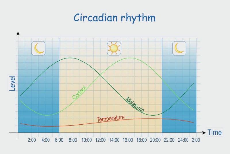 У мужчин есть месячные  это официальный вывод учёных. Мужские месячные напрямую связаны с тестостеро