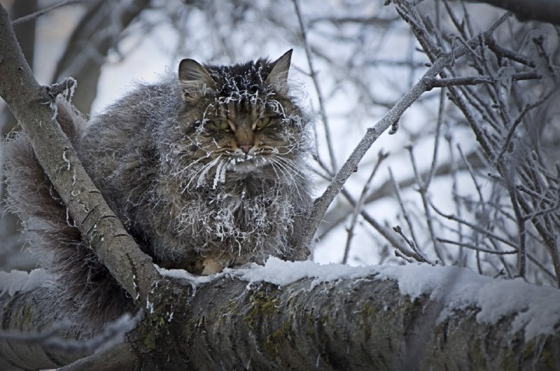 Лютые морозы снова ударят по Москве уже этой ночью  синоптики бьют тревогу. Температура резко упадет