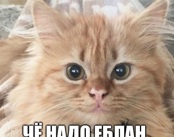 Кошкам плевать на своих хозяев, они не формируют с вами никакой эмоциональной связи  исследование.