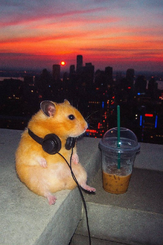 ChatGPT Plus на 1 Год за 3990    GitHub Copilot Pro Student Pack 2 Года — 2990  ChatGPT Plus 1 Год —