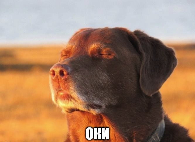 Слово оки в переписке снижает тревожность и уровень стресса  психологи НИУ ВШЭ. Если собеседник отве