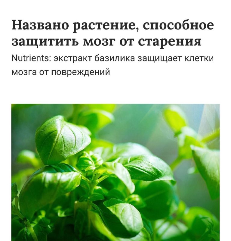 Базилик ПОБЕЖДАЕТ старение ученые. Исследователи доказали: если хотя бы пару раз в неделю есть зеле