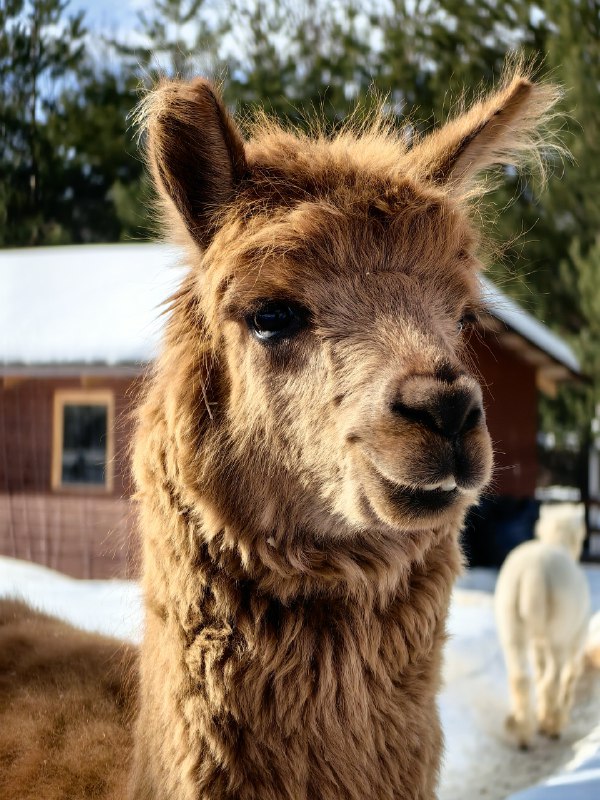 Были вчера на ферме альпак. Оказывается, они супер мягкие и теплые

Т.к. их всё равно никто (включая