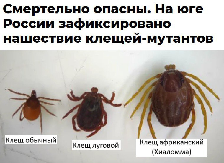 Россию атакуют КЛЕЩИ-МУТАНТЫ  они добрались в страну из Африки и целенаправленно ОХОТЯТСЯ на людей.