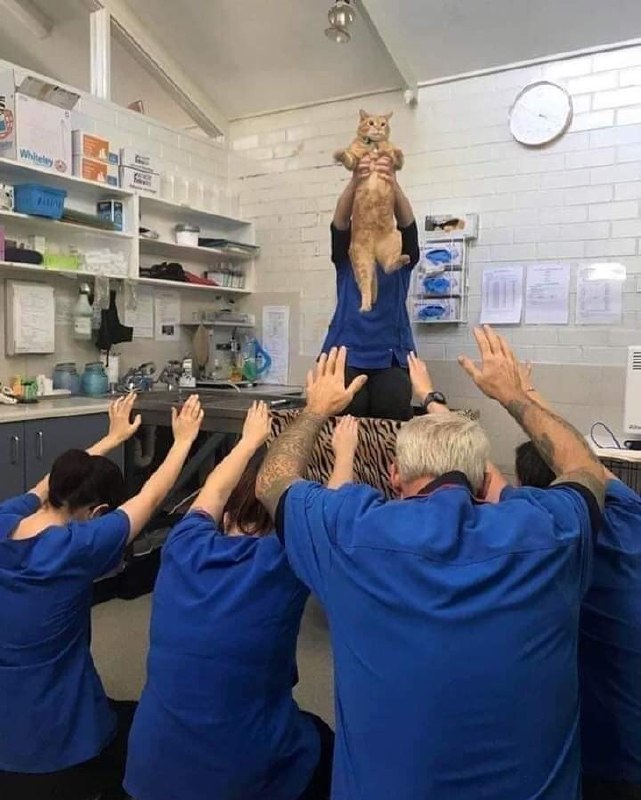 День уважения кошки отмечаем сегодня! Да, Respect Your Cat Day  абсолютно реальный праздник.

Делаем